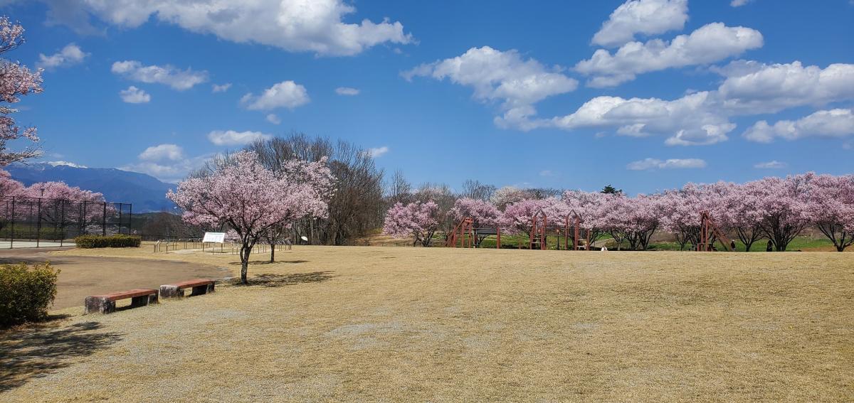 ふれあいパークの桜